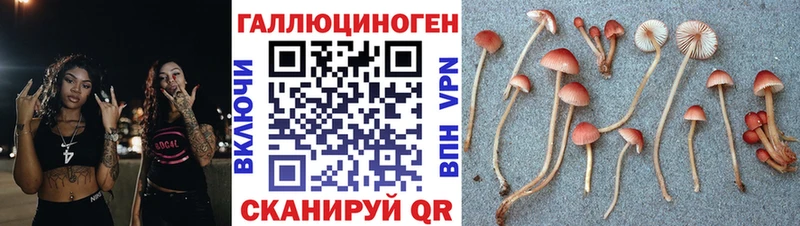 Псилоцибиновые грибы Cubensis  Нестеров 
